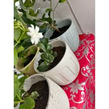 Indoor Jasmine Plants